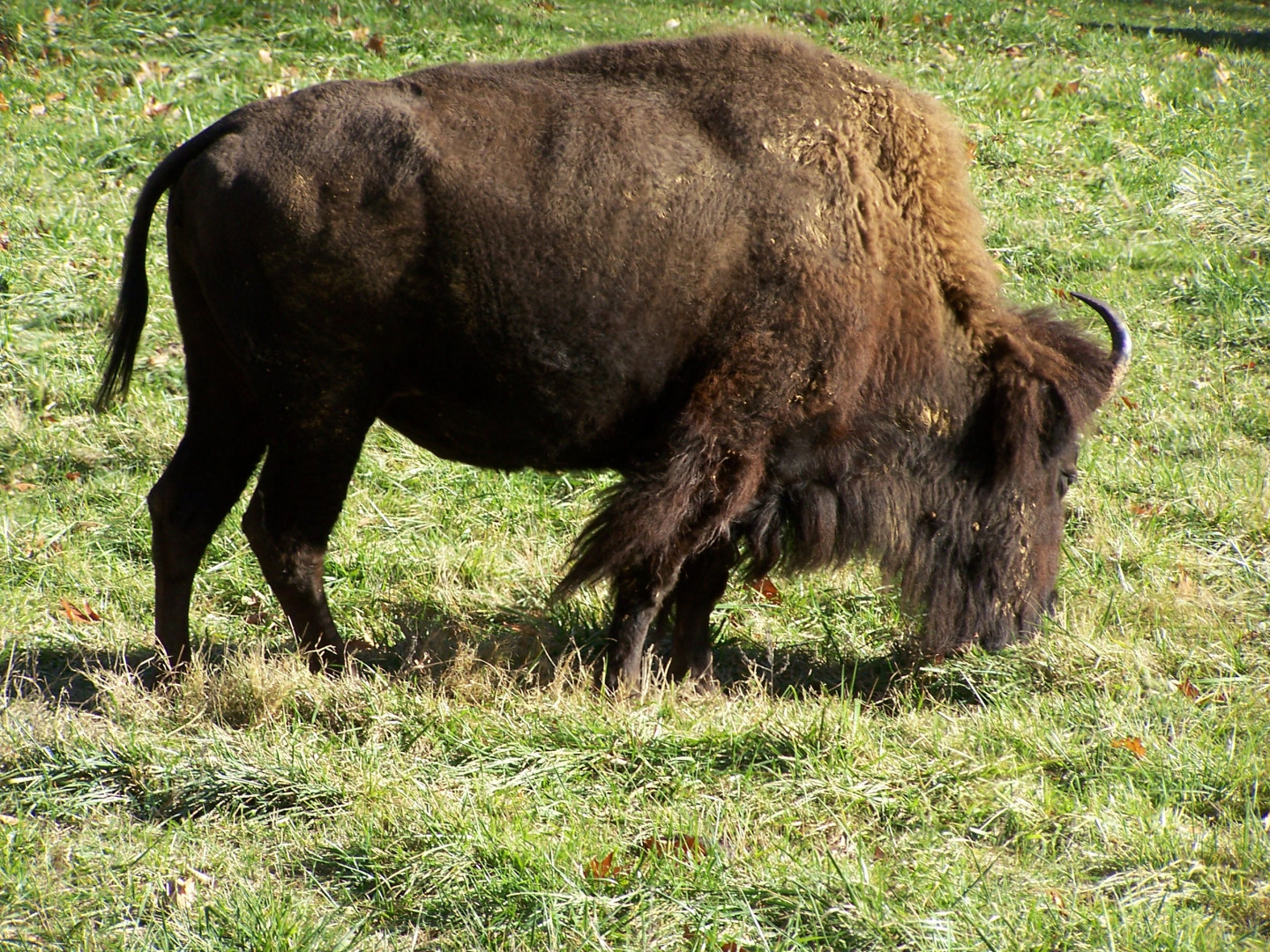 Bison